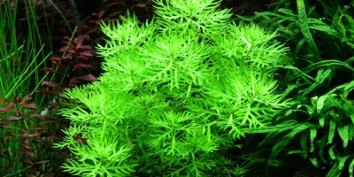 Hottonia_palustris2