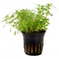 Hottonia_palustris3