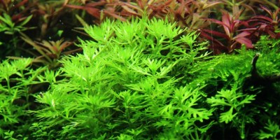 Hottonia_palustris4