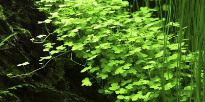 Hydrocotyle_tripartita2