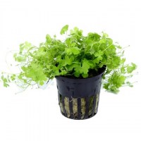 Hydrocotyle_tripartita3