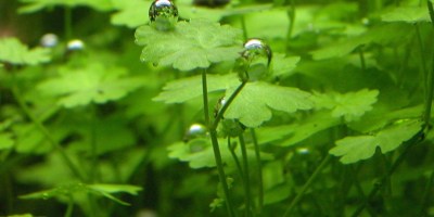 Hydrocotyle_tripartita4