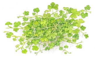 Hydrocotyle_tripartita