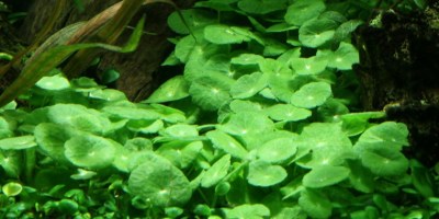 Hydrocotyle_verticillata2