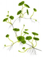 Hydrocotyle_verticillata