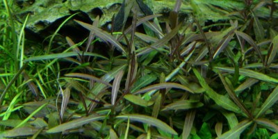Hygrophila_Araguaia2