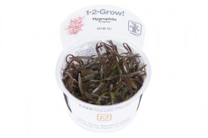 Hygrophila_Araguaia3