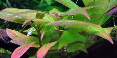 Hygrophila_Compact2