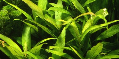 Hygrophila_Siamensis2