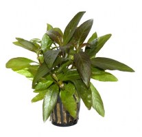 Hygrophila_Siamensis3