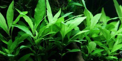 Hygrophila_Siamensis53B2