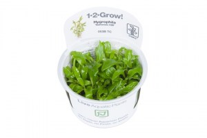 Hygrophila_Siamensis53B4
