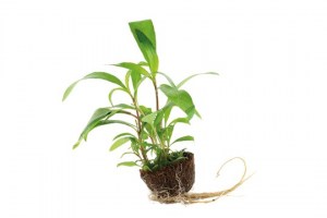 Hygrophila_Siamensis53B5
