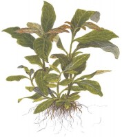 Hygrophila_Siamensis