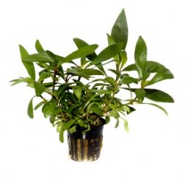Hygrophila_costata3