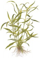 Hygrophila_costata