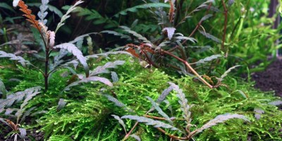 Hygrophila_pinnatifida2