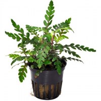 Hygrophila_pinnatifida3