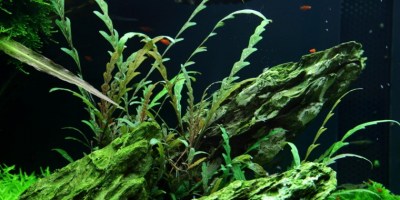 Hygrophila_pinnatifida4