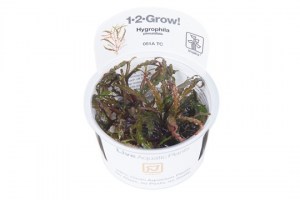 Hygrophila_pinnatifida5