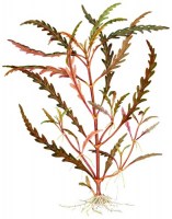Hygrophila_pinnatifida