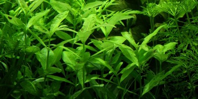 Hygrophila_polysperma2