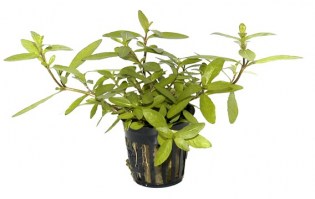 Hygrophila_polysperma3