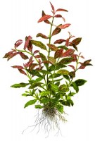 Hygrophila_polyspermaRosanervig