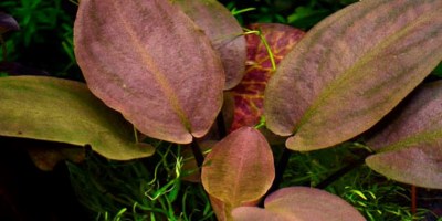 Lagenandra_meeboldiiRed2