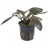 Lagenandra_meeboldiiRed3