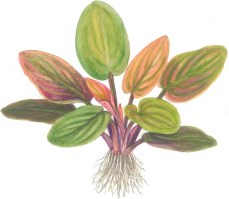 Lagenandra_meeboldiiRed