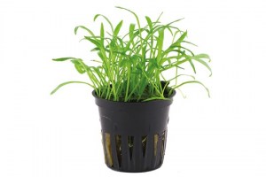 Lilaeopsis_brasiliensis3