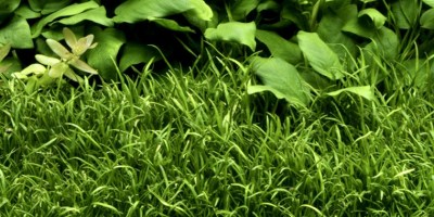 Lilaeopsis_brasiliensis4
