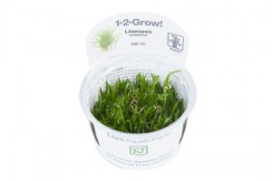 Lilaeopsis_brasiliensis5