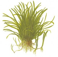Lilaeopsis_brasiliensis
