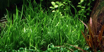 Lilaeopsis_mauritiana2