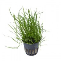 Lilaeopsis_mauritiana3
