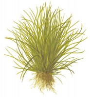 Lilaeopsis_mauritiana