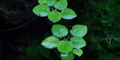 Limnobium_laevigatum2