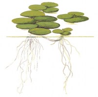 Limnobium_laevigatum