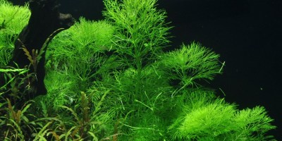 Limnophila_aquatica2