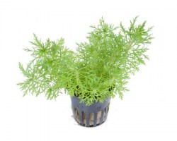 Limnophila_aquatica3