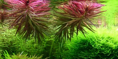 Limnophila_aromatica2