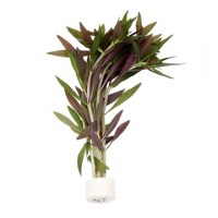 Limnophila_aromatica3