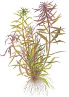 Limnophila_aromatica