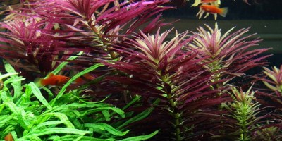 Limnophila_hippuridoides2