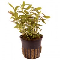 Limnophila_hippuridoides3