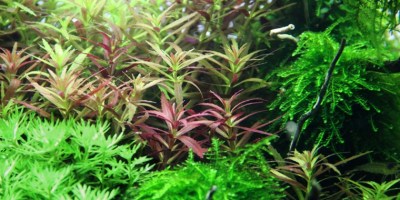 Limnophila_hippuridoides4