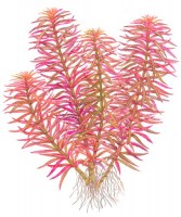 Limnophila_hippuridoides