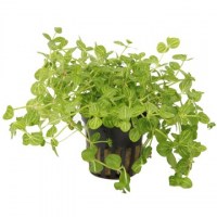 Lindernia_rotundifolia3